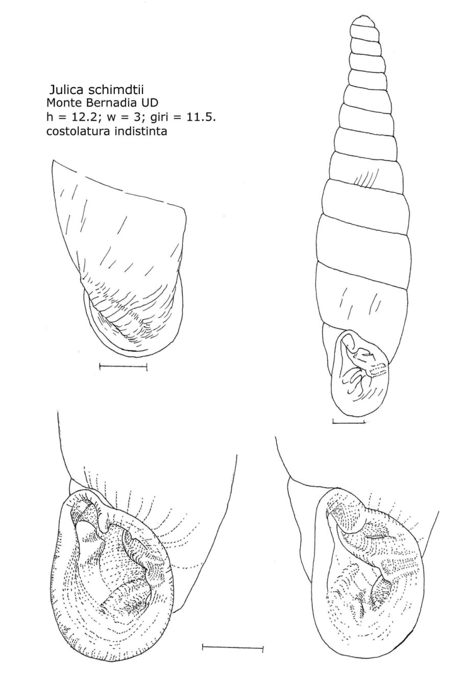 Clausilia pumila?